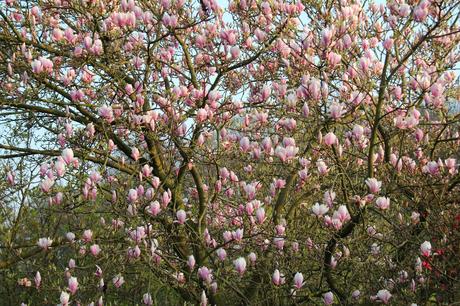 Foto: Magnolienblüte zum Frühlingsanfang
