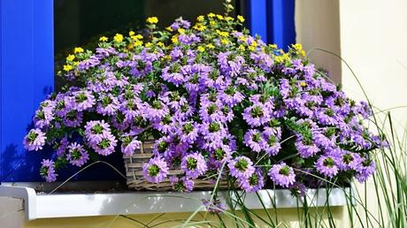 Blaue Fächerblume: So Pflegen die Balkonpflanze