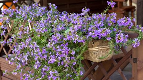 Blaue Fächerblume: So Pflegen die Balkonpflanze