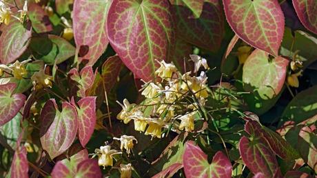 Die Elfenblume kann bis zu 30cm Höhe erreichen, was für einen Bodendecker mehr als normal ist.
