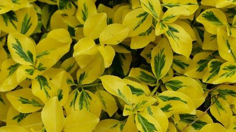 Ein wunderschöner und anspruchsloser Bodendecker: Kugelige Kapseln sind die Früchte der Kriechspindel, von weißlich-grüner bis rötlicher Färbung.