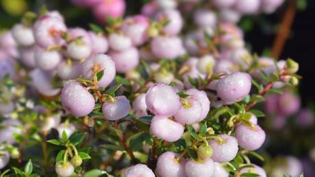 Die Moorgebiete in Argentinien und in Chile sind die Heimat der Torfmyrte.