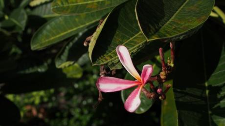 Ein Hingucker: Das Große Immergrün zeigt sich äußerst robust, seine kriechenden Triebe werden bis zu einen Meter lang.