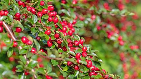Ein anspruchsvoller Bodendecker: sich im Mai, sie sind rosa oder weiß , in Trauben hängend. Die Blüten verbleiben bis in den August, dann treten die apfelartigen Früchte hervor.