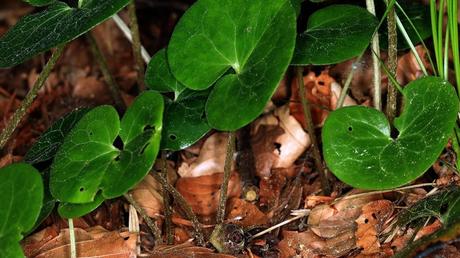 Haselwurz: Diese ausdauernde, krautige Waldstaude zeigt sich wintergrün, bildet über den Boden kriechende Stängel aus.