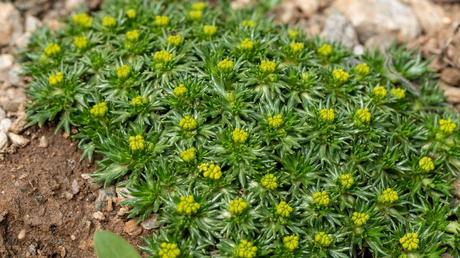 Andenpolster sich Bodendecker, die schnell wachsen und äußerst anspruchslos sind.