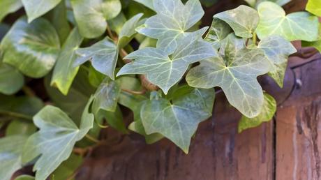 Auch der gemeine Efeu eignet sich wunderbar als anspruchsloser Bodendecker. Zusätzlich wächst der Efeu schnell - egal ob am Boden oder an einer Mauer.