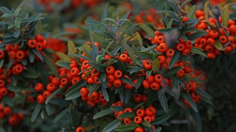 „Coral Beauty“, eine rasant wachsende Kriechmistelsorte, wirkt mit dem Alter einen Pflanzteppich mit  kleinen, immergrüne Blättchen darauf.