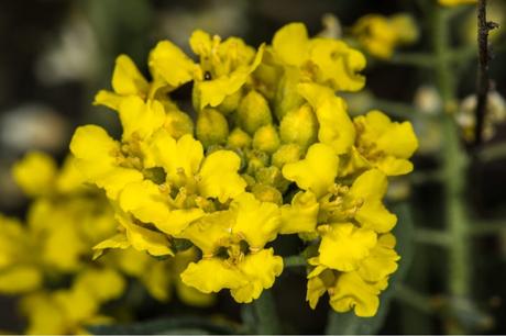 Bergsteinkraut ist mit seinen gelben Blüten nicht nur wunderschön, sonder auch noch außerordentlich pflegeleicht