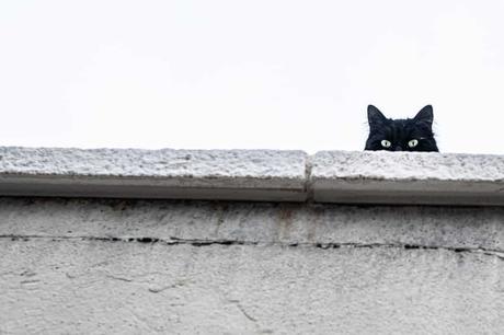 Neben dem auch in Deutschland verbreiteten Mythos, dass eine schwarze Katze auf dem Weg Unheil verspricht, gibt es in Bulgarien noch zahlreiche weitere interessante und kuriose Sitten.