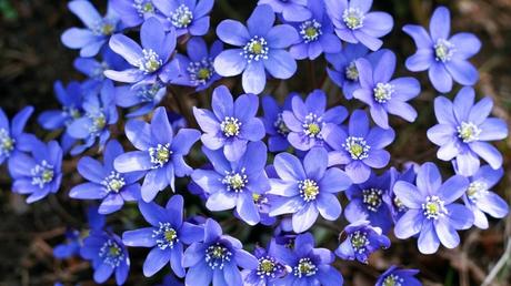 Der Hasenwurz (Hepatica nobilis) ist auch als Leberblümchen, Leberkraut oder Märzblümchen bekannt und stammt aus der Familie der Hahnenfußgewächse, Die Hasenwurz Pflege ist dabei nicht sonderlich anspruchsvoll.