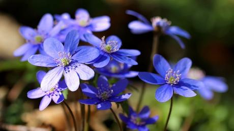 Hasenwurz Gießen: Am besten gießt man die Pflanze mit kalkhaltigem Wasser, das direkt in den Wurzelbereich gegeben wird