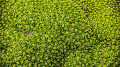 Andenpolster Pflege - So einfach geht's