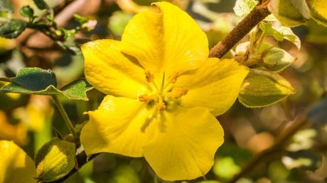 Fremontodendron erreicht eine Höhe von bis zu drei Metern und bildet den ganzen Sommer hindurch zahlreiche, gelbe Blüten, die an Malven erinnern.