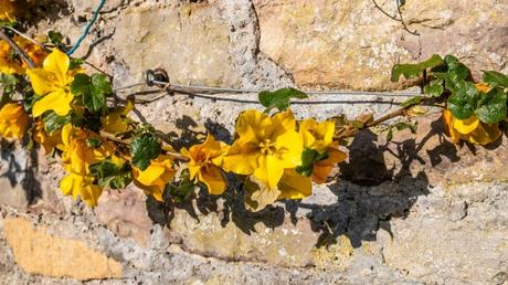 Macht auch als Wand- und Kletterpflanze eine gute Figur: Fremontodendron ist ein echter Hngucker.
