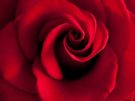 Valentinstag rosen bedeutung