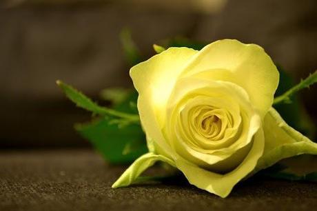 Valentinstag rosen bedeutung