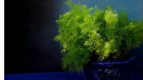 Der Farn-Spargel ist eine wunderschöne Zimmerpflanze.