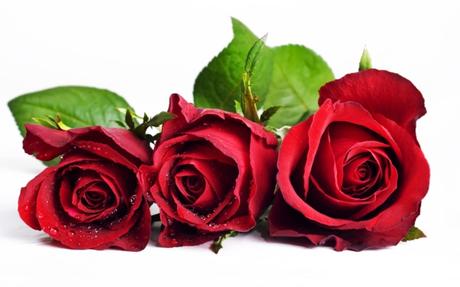 Rote rose zum valentinstag bedeutung