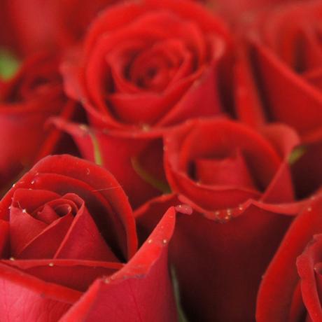 Rote rose zum valentinstag bedeutung