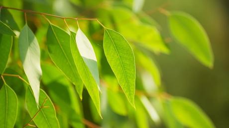 Die Blätter des Eukalyptus sind je nach Art grün mit einem Silberschleier oder bläulich