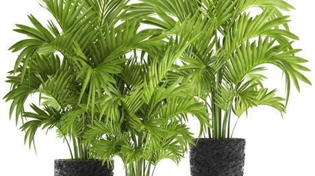 Die Forstersche Kentia ist ein wahrer Sonnenanbeter und kann unter zu dunklen Standorten leiden