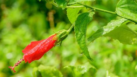 Die Beerenmalven selber ist schnellwüchsig und wächst eher sparrig