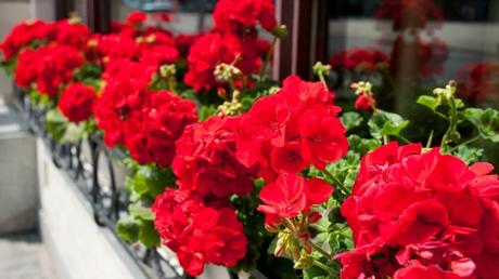 Pelargonien sind besonders beliebt als Balkon- und Beetbepflanzung in den Sommermonaten