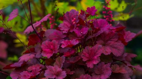 Das Purpurglöckchen kann im Freiland im eigenen Garten oder als Kübelpflanze kultivieren werden