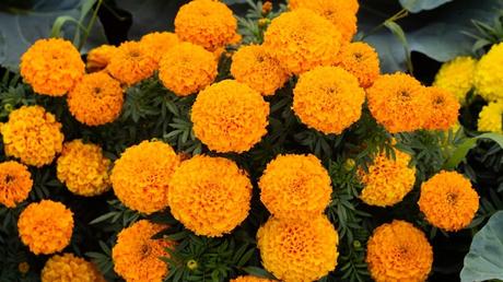 Die Studentenblume (Tagetes) gehört zur Familie der Korbblütengewächse und wird auch als Sammetblume oder Türkische Nelke bezeichnet