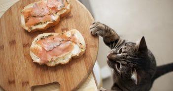 Katze bettelt, klaut essen