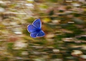 Vom Leben eines Schmetterlings