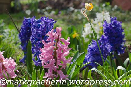 Aus meinem Garten – März: Hyacinthus