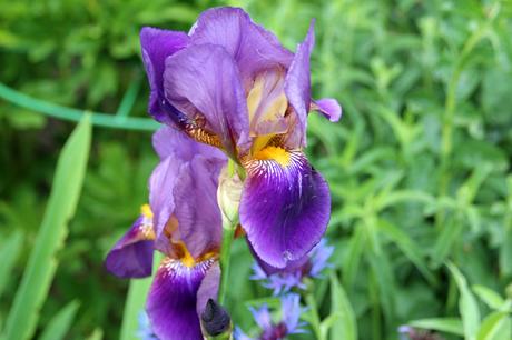 Foto: Iris in Blüte