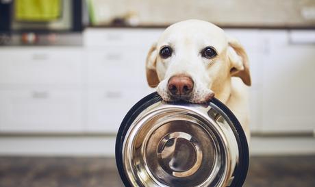 Hundeernährung in der Corona Krise