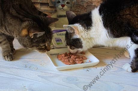 Es ist nicht so einfach mit dem Futter bei meinen Mädels und es muss öfters was neues her #Yarrah #Katzen #Snacks