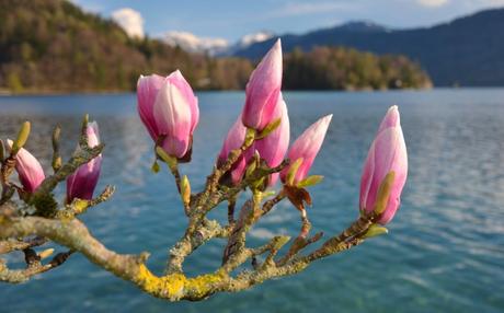 Magnolien blühen – Gedicht vom 28.03.2020