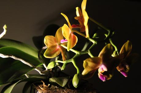 Foto: Gelbe Mini-Phalaenopsis in Blüte
