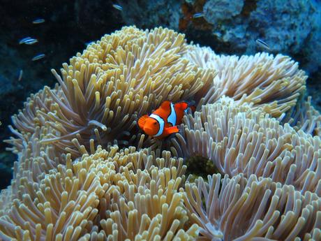 Wassertemperatur Makadi Bay: Im Roten Meer bei Ägypten fühlt sich ein leuchtend orangefarbener Clownfisch inmitten der Fangarme einer Seeanemone pudelwohl.