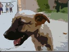 strassenhund rumänien