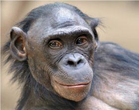 Bonobo © Jutta Hof