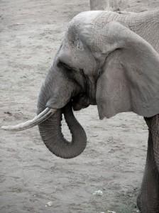 Gurken für die Elefanten im Zoo – wegen EHEC