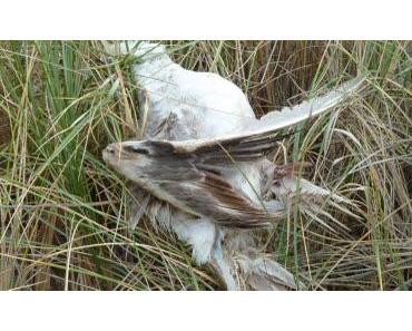 Rote-Liste-Wochen bei Hot Bird