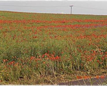 Bilder aus Meck-Pomm