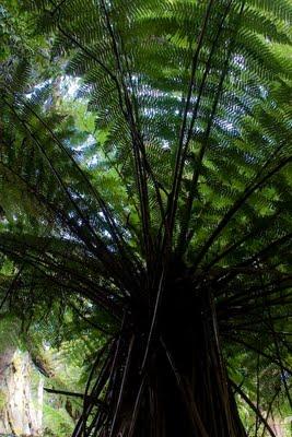 of ferns, koru and more ferns