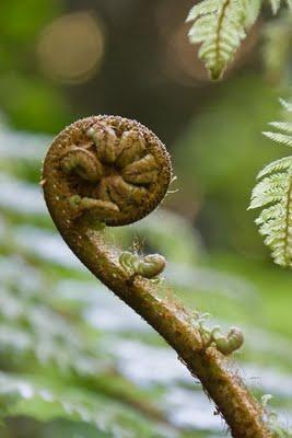 of ferns, koru and more ferns