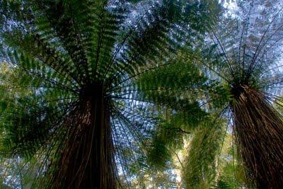 of ferns, koru and more ferns