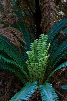 of ferns, koru and more ferns