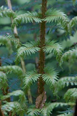 of ferns, koru and more ferns