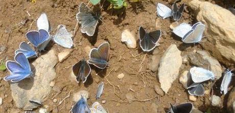Fragen: scheiss Schmetterlinge